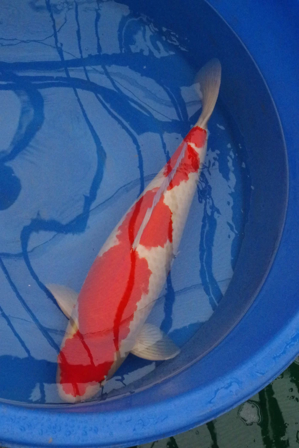 Kohaku de 90cm