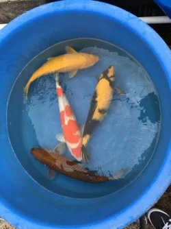 carpe-koi-ki-utsuri-ochiba-kohaku-karashigoi