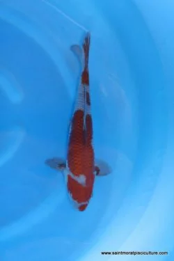 Carpe koi Ochiba Katsumi (1)