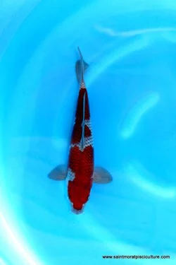 Carpe koi Ochiba Katsumi (2)