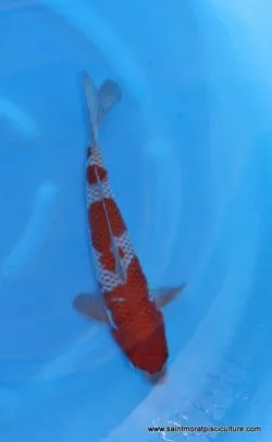 Carpe koi Ochiba Katsumi (4)