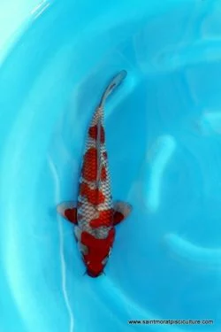 Carpe koi Ochiba Katsumi (6)