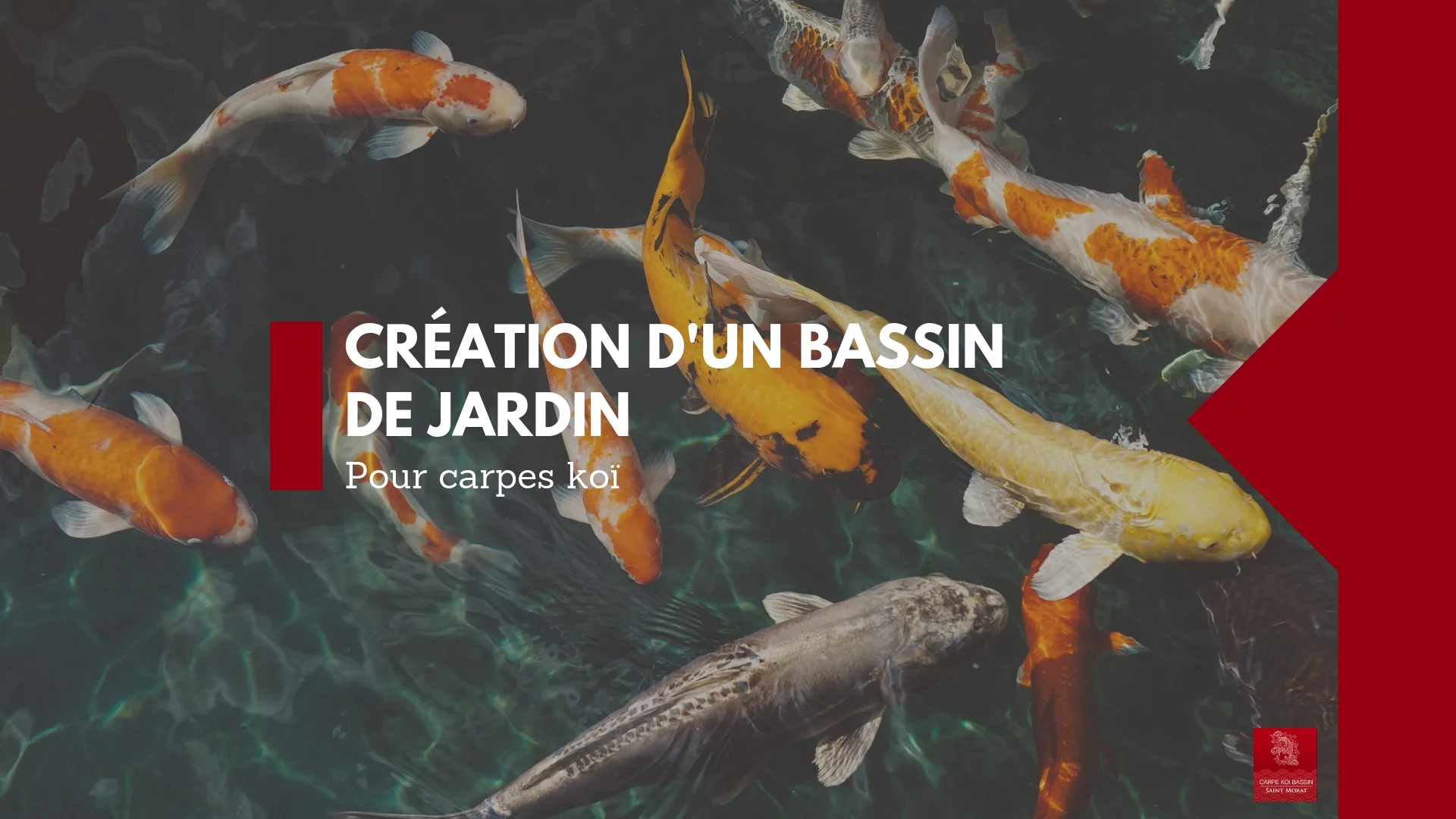 bassin de jardin carpes koï