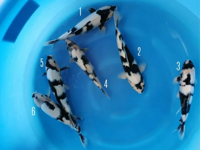 Carpe koi nissai omosako