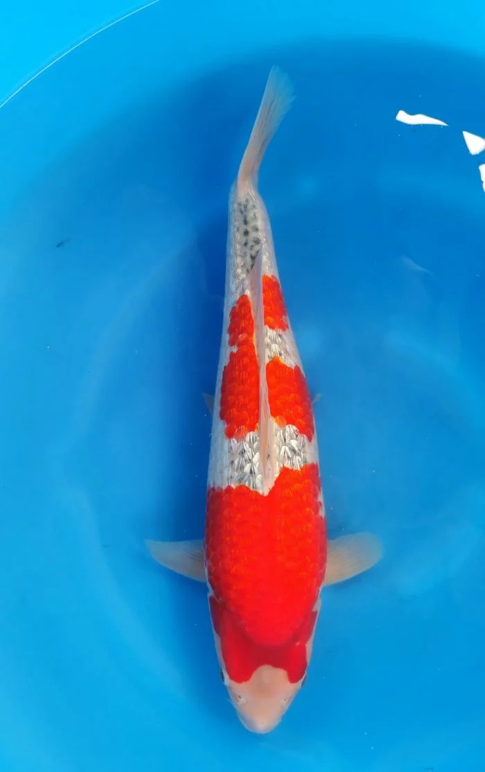 Conias Goshiki Ginrin