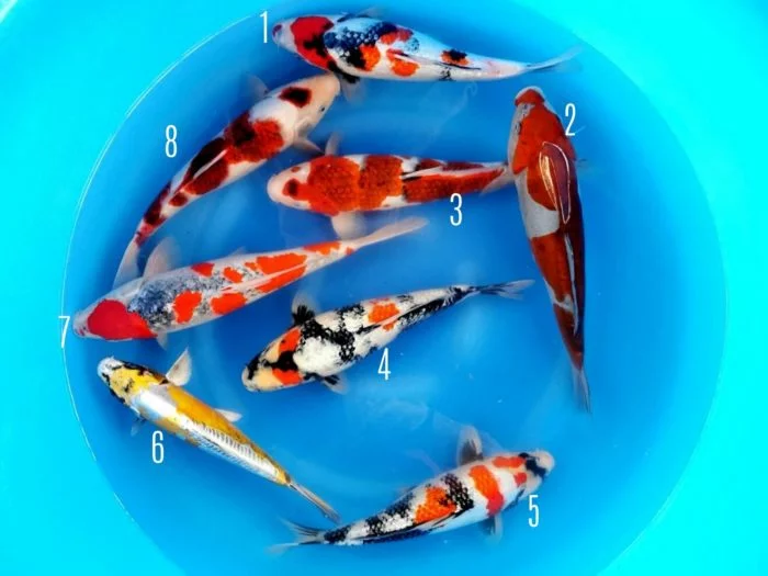 Royaji Nissai
