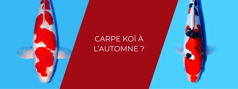 Carpe koï à l'automne