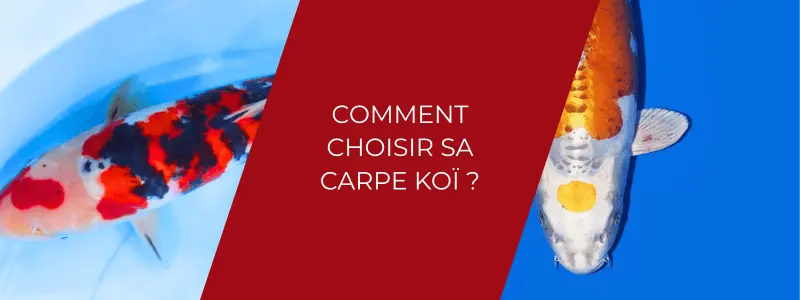 Comment choisir sa carpe Koï
