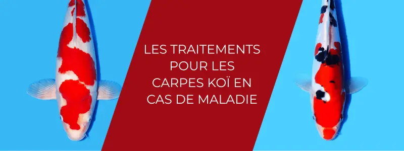 Les traitements pour les carpes koï en cas de maladie