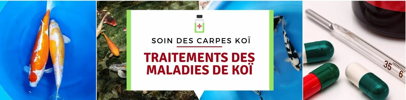 Traitements des maladies de koï