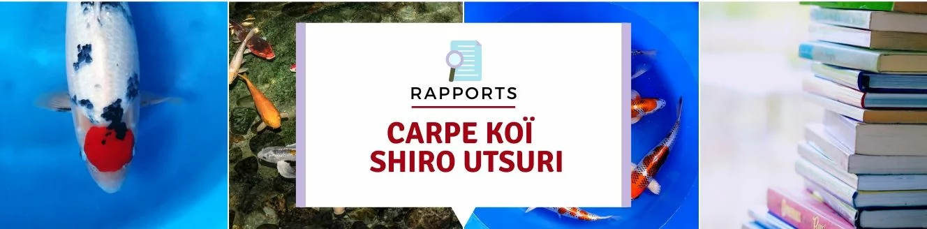 carpe koï shiro utsuri