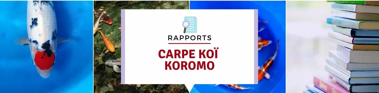 carpe koï Koromo