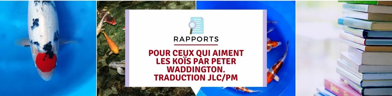Pour ceux qui aiment les koï