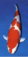 urakawa torazo kohaku