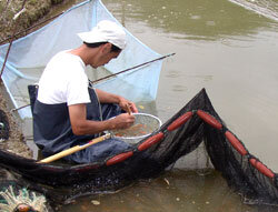 urakawa koi farm torazo