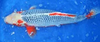 Koi hosokai