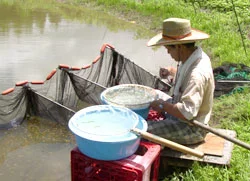 Tadashi Iwashita koi farm