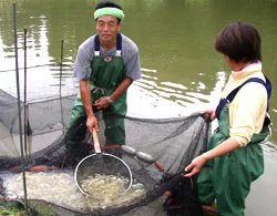 Hoshiyone koi farm