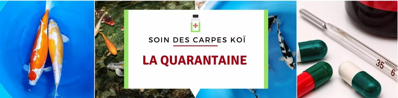 Quarantaine carpe koï
