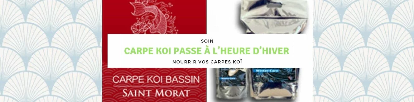 Nourrir vos carpes koï l'hiver