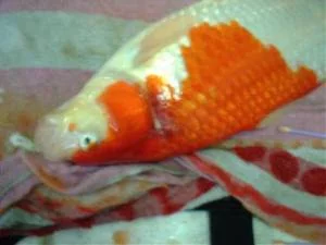SABBACTISUN ANTI BACTERIEN CARPE KOI oeil