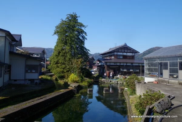 Départ pour le Japon : à la rencontre de nouvelles carpes koï japonaises.