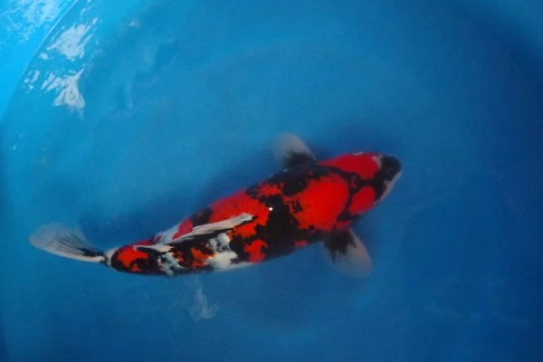 A la recherche de la plus belle Koi – Japon 2016