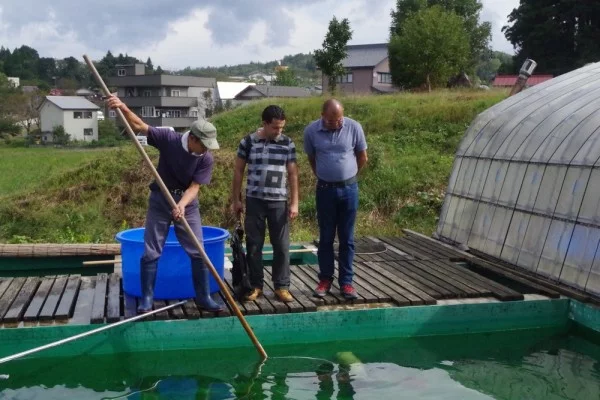 Voyage au Japon : à la recherche de nouvelles carpes Koi