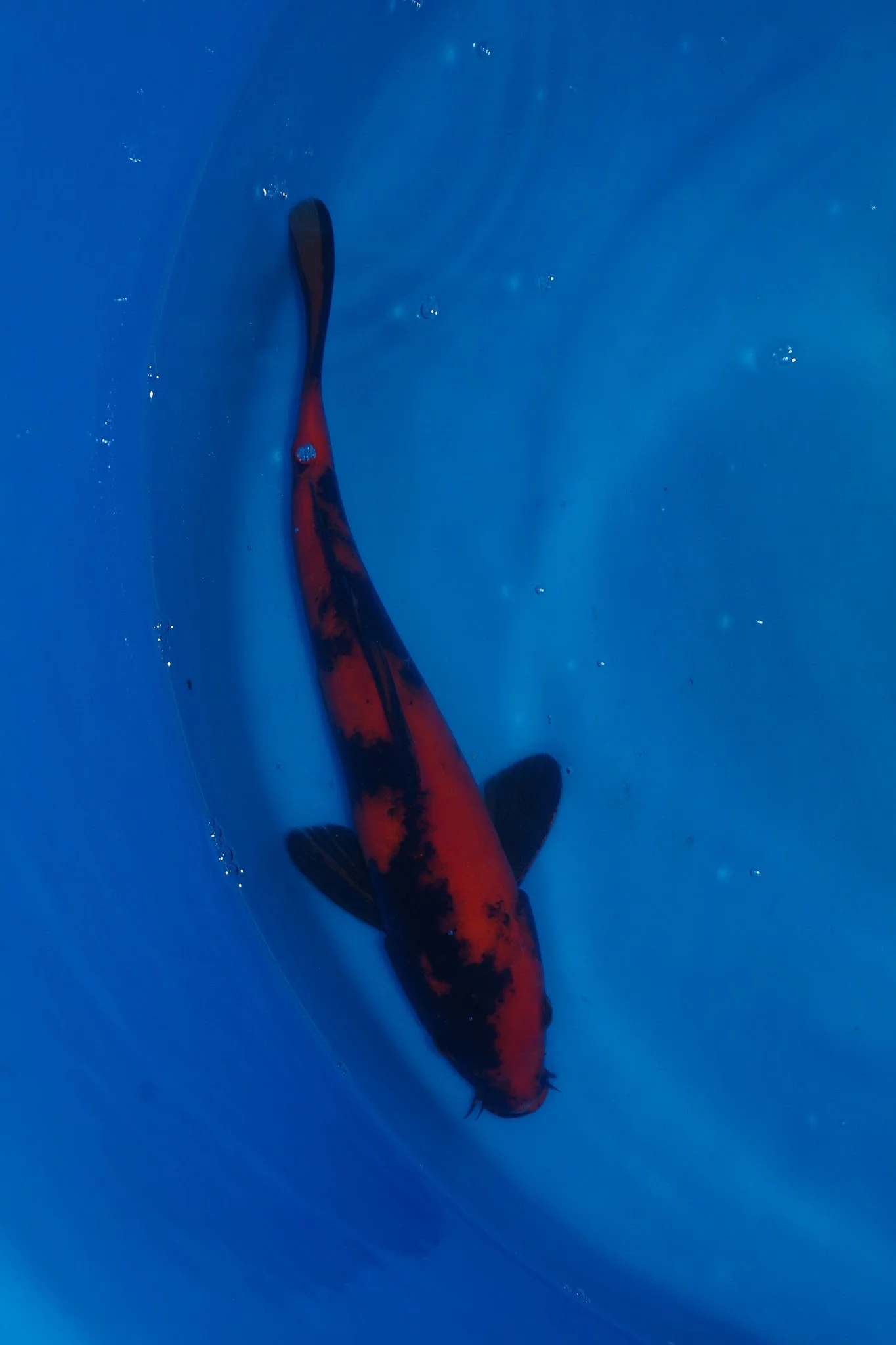 Carpe Koi Nissai Hi Utsuri 9 Vendue