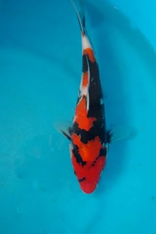 Carpe koi