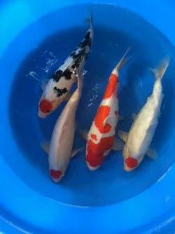 Carpe koi nissai tancho, tancho showa et kohaku