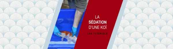 La sédation d’une koï