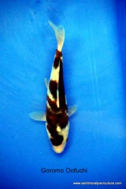 Carpe koi Tateshita goromo Oofuchi 2, carpe koi, bassin
