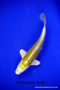 Hariwake Aoki 2, carpe koi, bassin