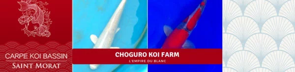 Choguro koi farm