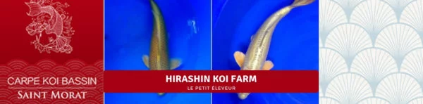 Hirashin koi farm