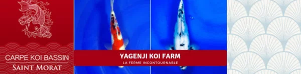 Yagenji koi farm