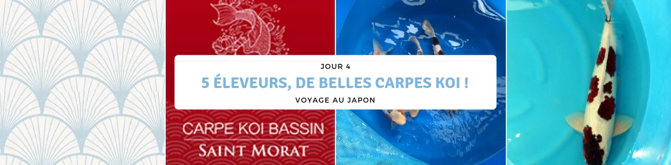 jour 4 belles carpes koi