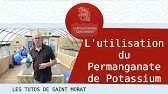 Utiliser le permanganate de potassium dans votre bassin