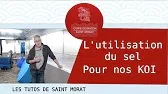 L'utilisation du sel pour nos Koi