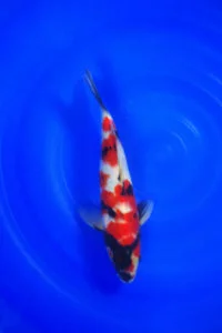 JUMBO TOSAI SHOWA SFF 3
