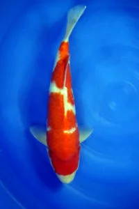 JUMBO TOSAI KOHAKU DAINICHI 6