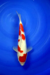 JUMBO TOSAI KOHAKU DAINICHI 10