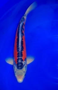 carpe koi sushui mano