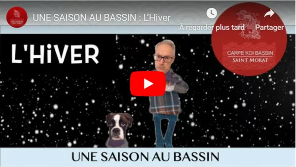 Une saison au bassin : l’hiver
