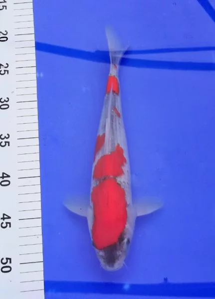 Nissai goshiki Abe 1