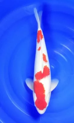 Carpe koi kohaku