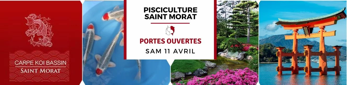 Portes ouvertes carpes koi tosai
