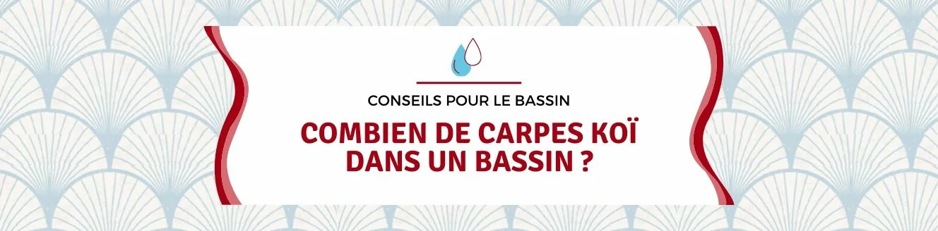 combien carpes koï bassin