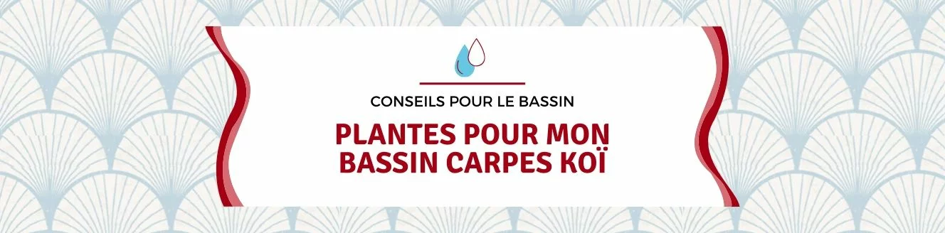 plantes pour bassin carpes koï